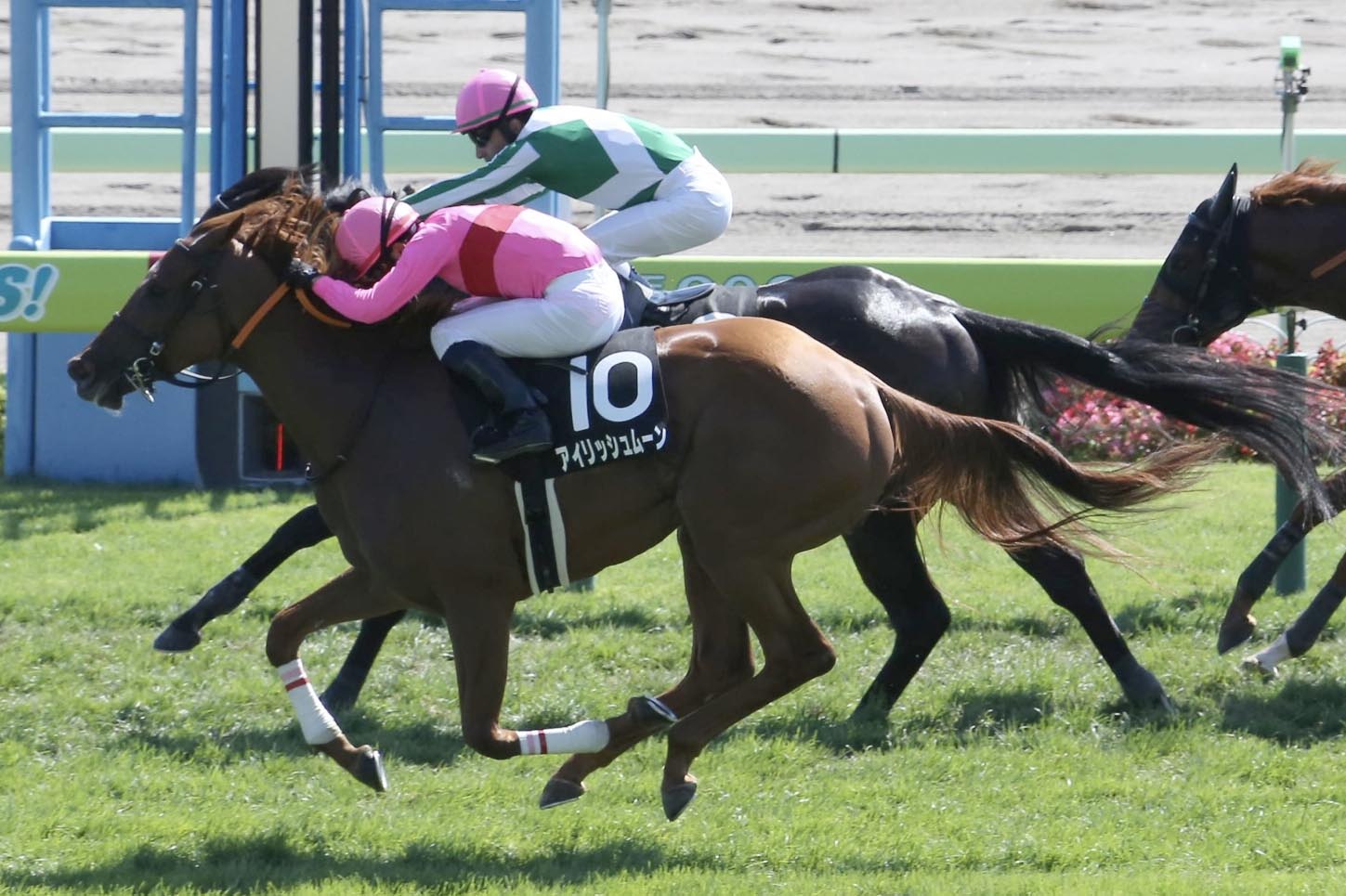 競馬 実使用レースゼッケン ムーンクエイク きれる