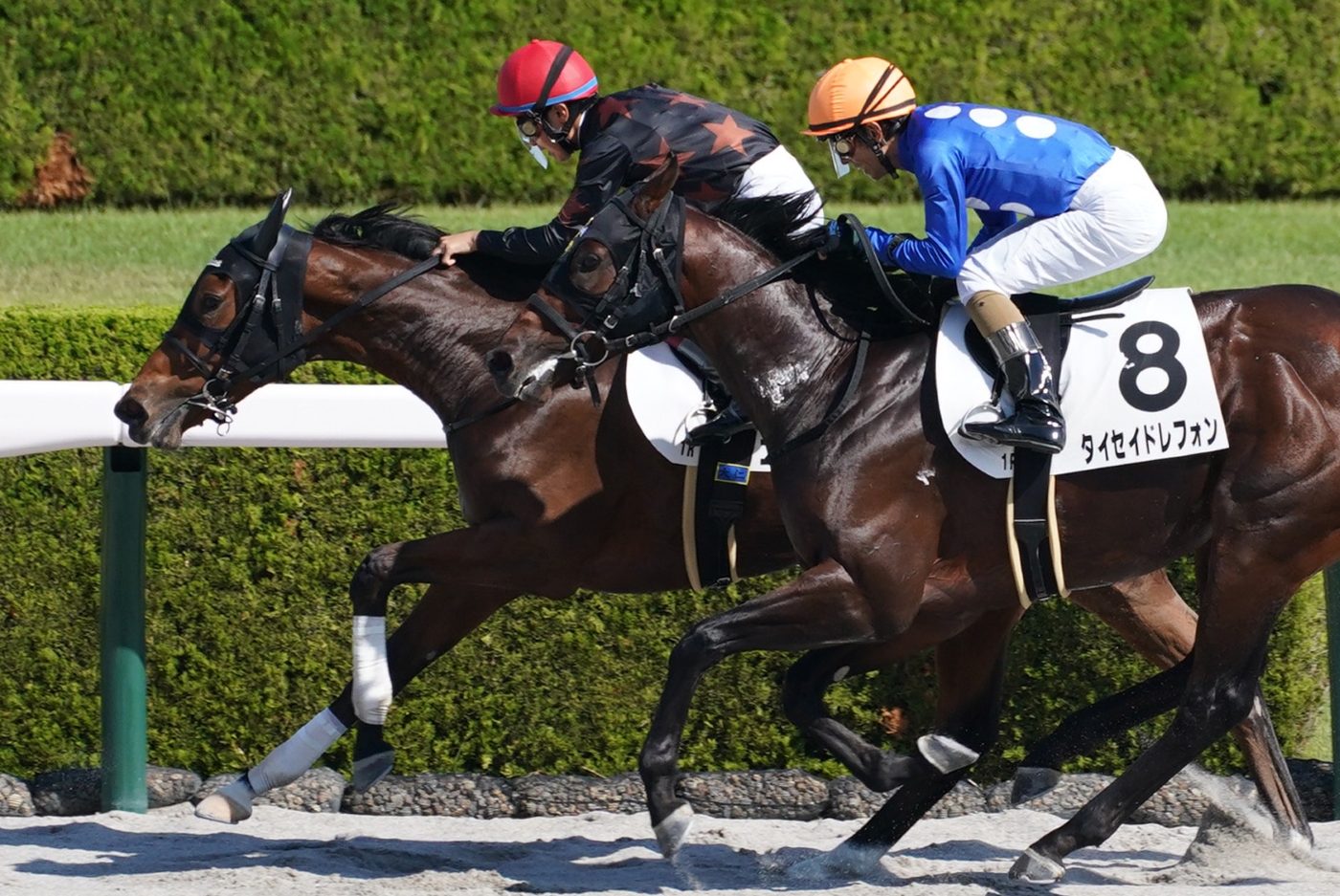 育成馬 コンスタンティン号 優勝！！ - エクワインレーシング