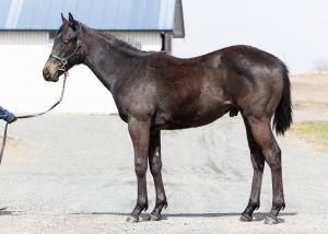 アラビアンレイン 株式会社エクワインレーシング