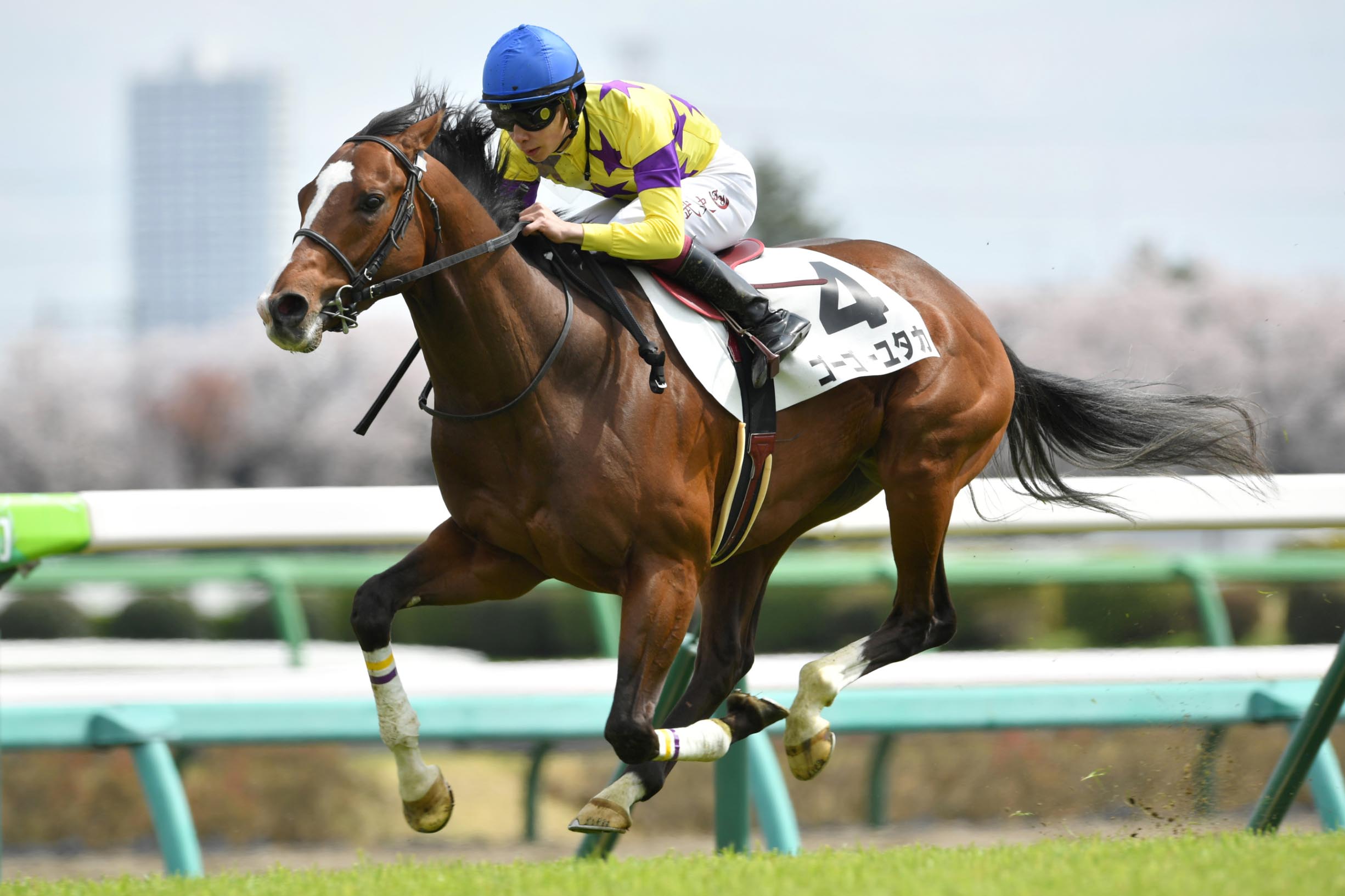 競馬 JRA 若き レープロ950115中山 アイリッシュダンス
