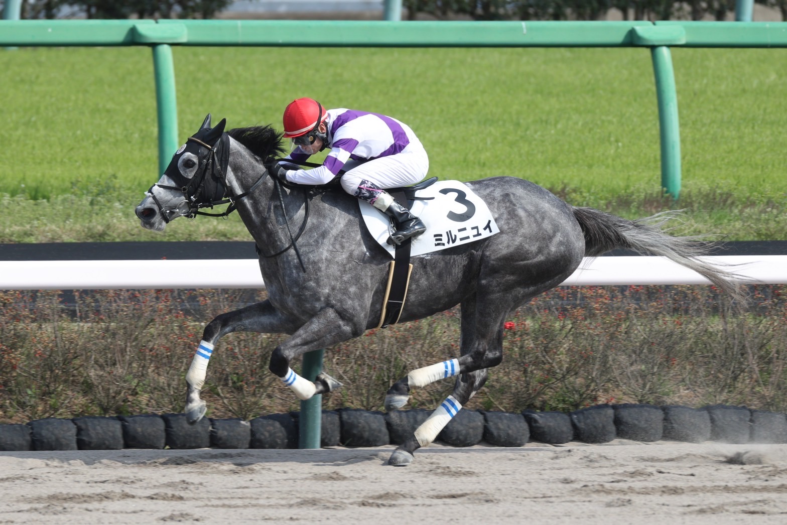 ミルニュイ号 4歳以上１勝クラス優勝！！ - エクワインレーシング